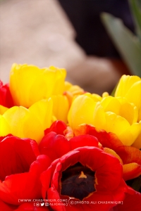 جشنواره گل لاله گچساران